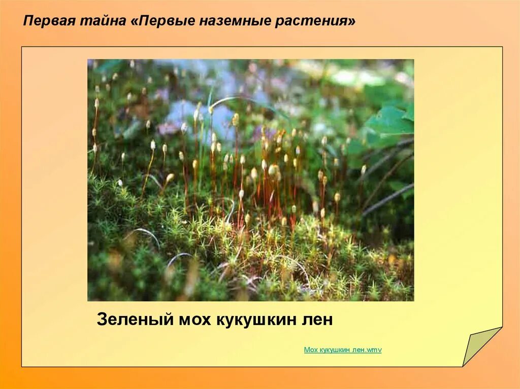 Зеленый мох Кукушкин лен это растение. Наземные травы. Первые наземные растения. Кукушкин лён наземное. Кукушкин лен какая группа организмов