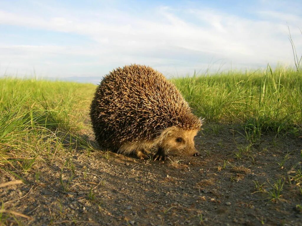 Даурский заповедник Даурский еж. Даурский еж (Mesechinus dauuricus. Даурский еж Забайкальский край. Даурский еж питание.