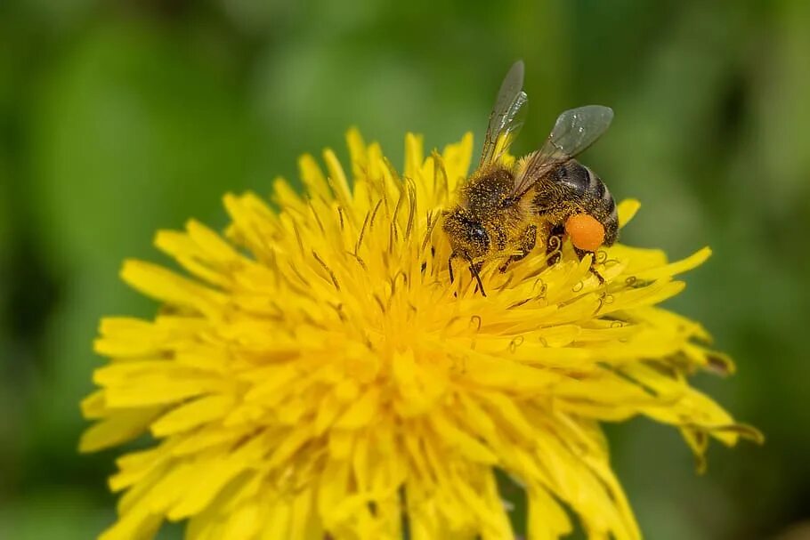 Пчелиная пыльца (Bee pollen). Пыльца и нектар. Пчела с пыльцой и нектаром. Пчела с обножкой. Нектар и пыльца цветов