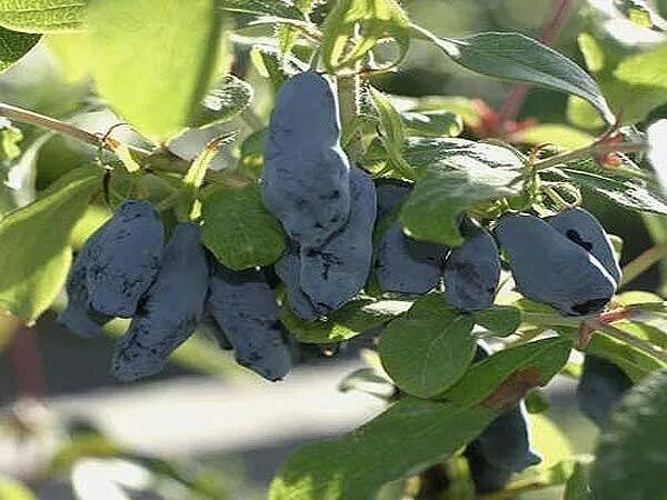 Жимолость ленинградский великан отзывы. Жимолость Ленинградский великан куст. Жимолость Бакчарский великан. Жимолость съедобная Ленинградский великан. Жимолость Ленинградский великан.