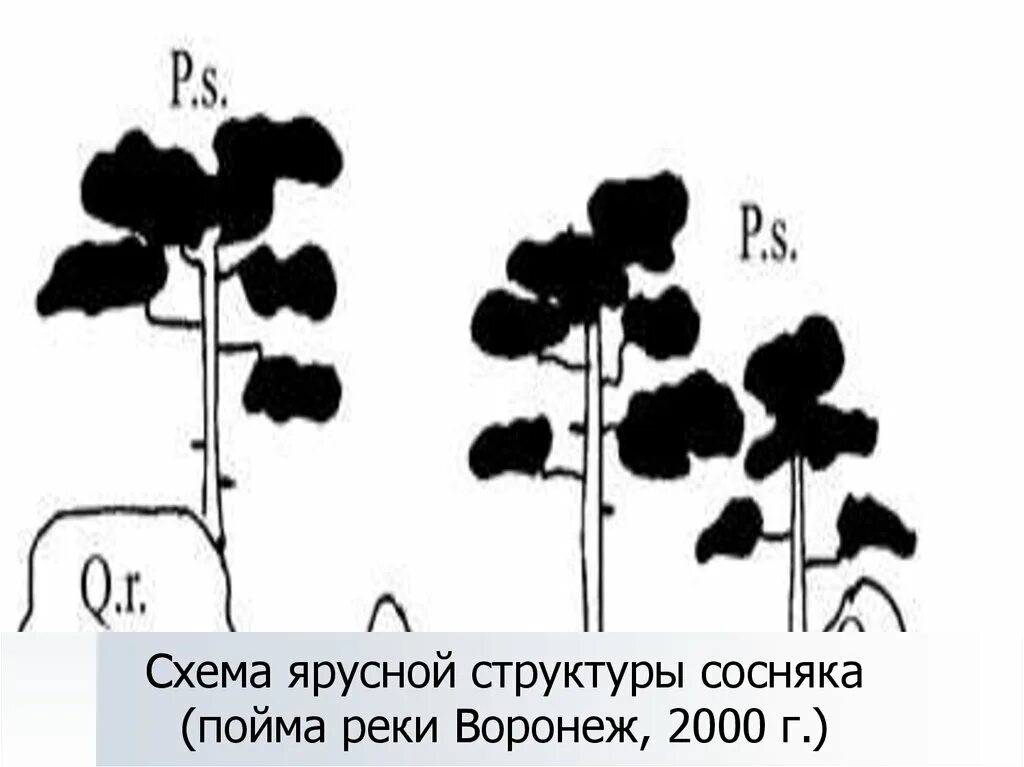 Структура растительного сообщества 7 тест. Ярусная структура. Структура растительного сообщества. Строение растительного сообщества. Ярусная диаграмма.