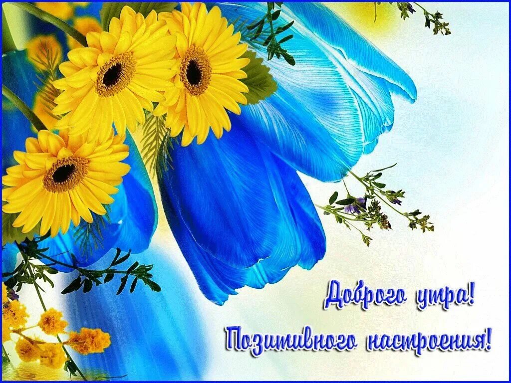 Яркого хорошего и позитивного дня. Пожелания солнечного настроения. светлого дня и хорошего настроения. позитивные пожелания с добрым утром. солнечного настроения на весь день.