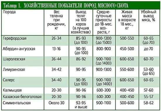 Мясо живой вес цена. Показатели мясных пород скота. Показатели молока коров мясных пород. Таблица продуктивность Бычков мясных пород. Породы мясной продуктивности КРС.