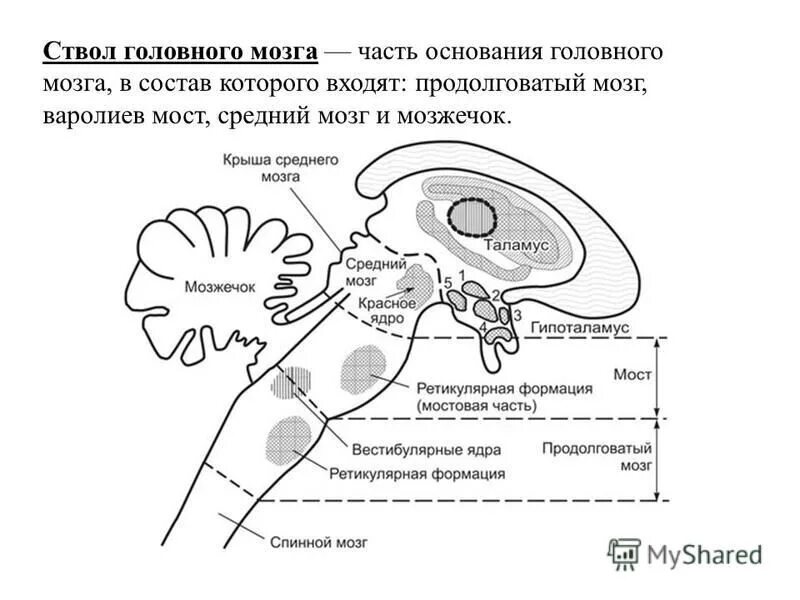 продолговатый мозг и варолиев мост