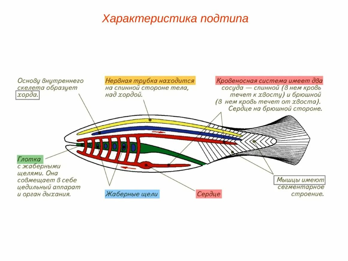 Общий план строения хордового животного. Схема внутреннего строения хордовых. внутренне строение хордовых. общая схема внутреннего строения хордового животного сбоку. внутреннее строение хордовых рыб.