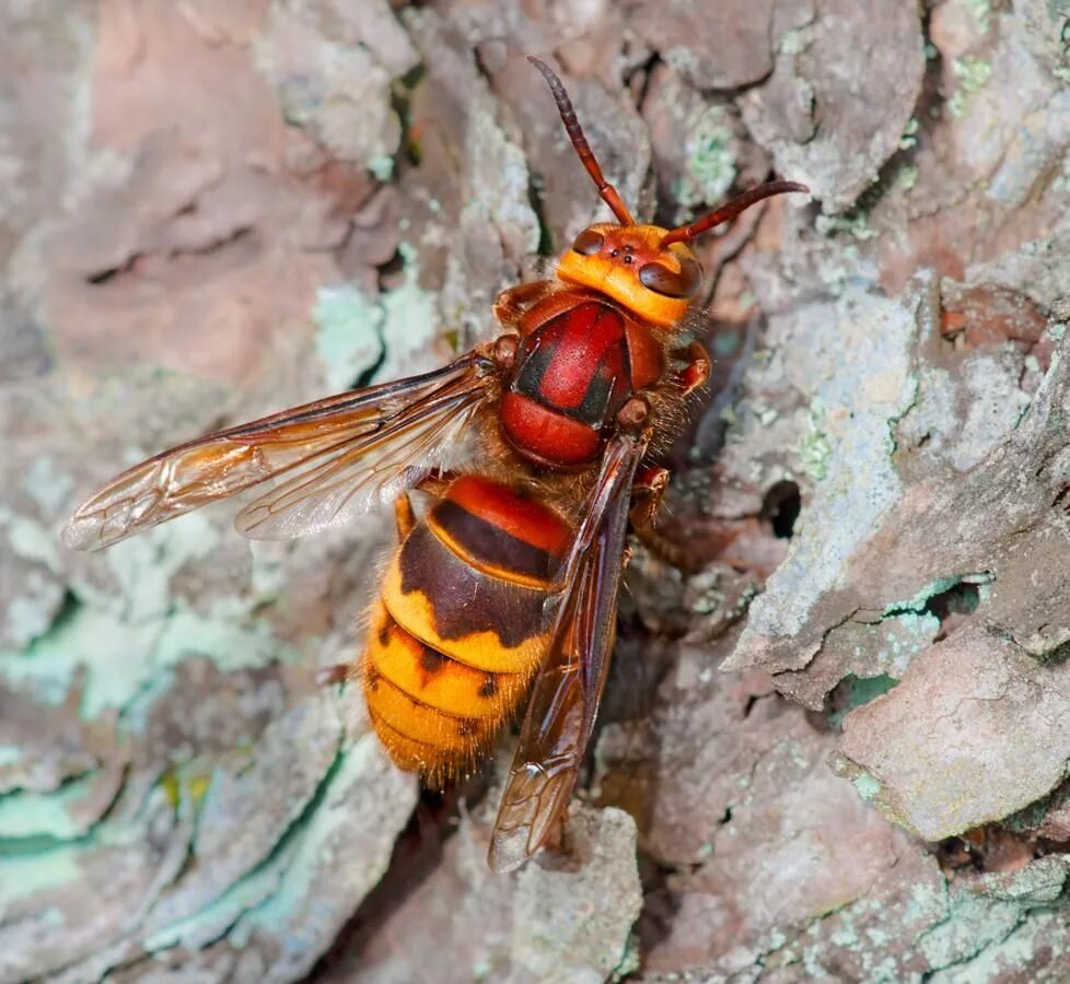 Насекомые похожие на пчел. Шершень Vespa crabro. Vespa mandarinia Шершень укус. Шершень Европейский (Vespa crabro). Шершень Хорнет.