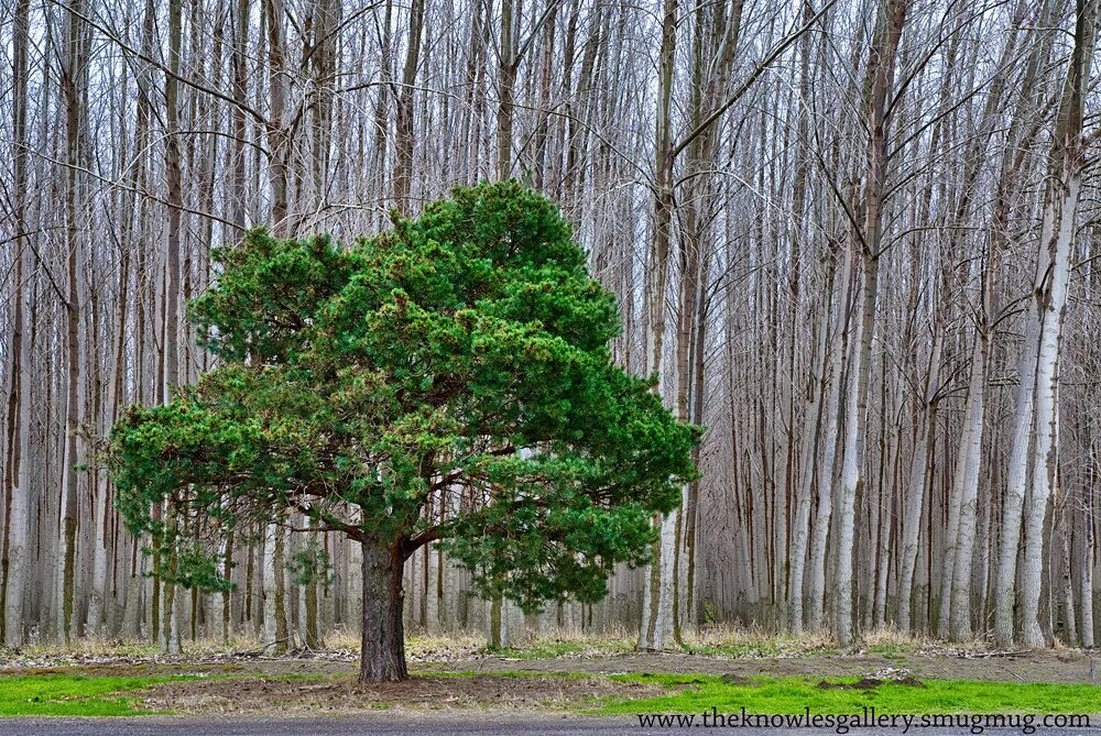 Сосна черная Oregon Green. Сосна Грин Тауэр. Сосна сосна Орегон Грин.