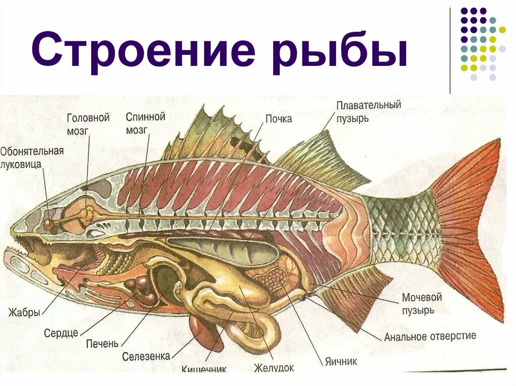 Особенности внутреннего строения щуки. Внутреннее строение рыбы карась. Плавательный пузырь двоякодышащих рыб. Внешнее и внутреннее строение рыб. Плавательный пузырь у рыб схема.