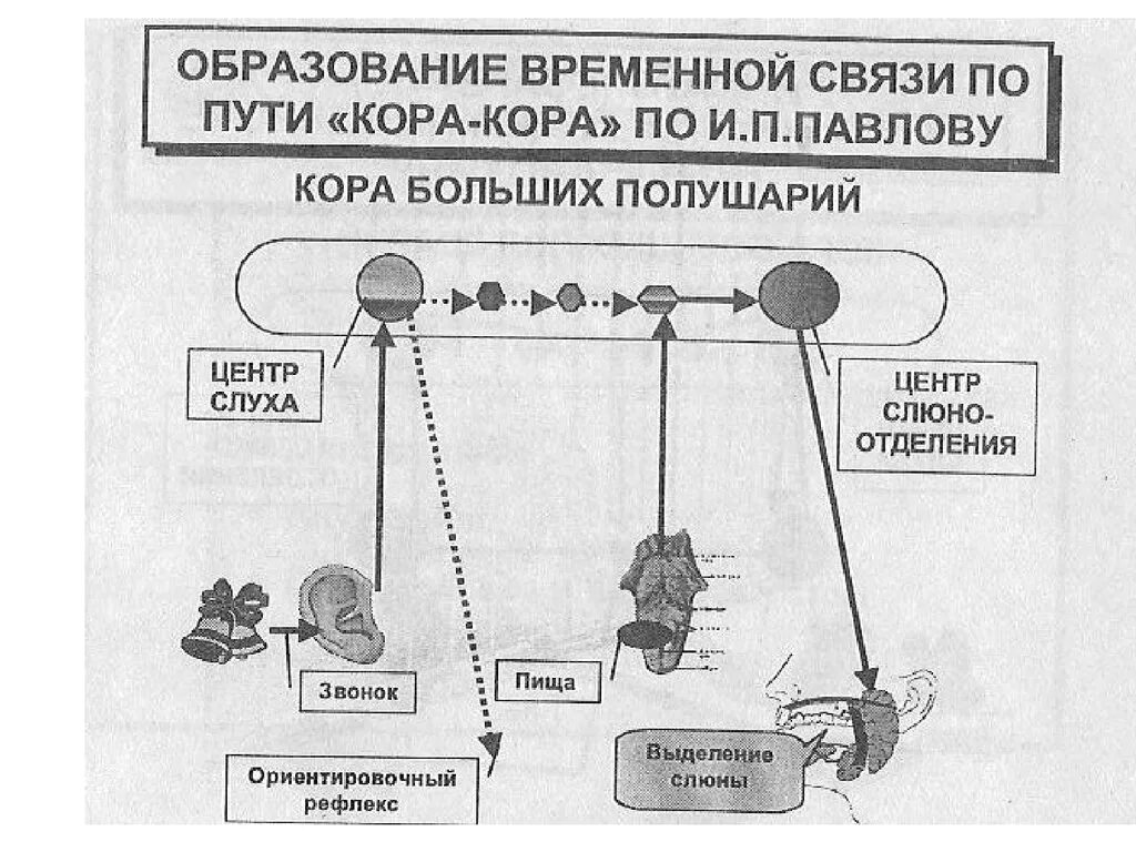 Образование временной связи. Механизм образования временной связи по Павлову. Формирование временной связи физиология. Схема образования временной связи.