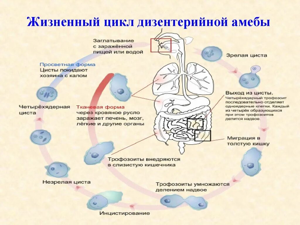 При наступлении неблагоприятных условий амеба. Жизненный цикл дизентерийной амебы схема. Жизненный цикл развития дизентерийной амебы. Жизненный цикл дизентерийной амёбы. (Entamoeba histolytica).. Цикл развития дизентерийной амебы ЕГЭ.