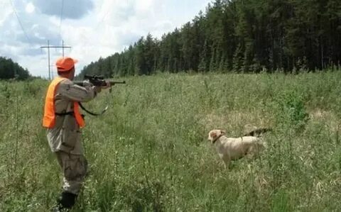 Отстрел медведей разрешение