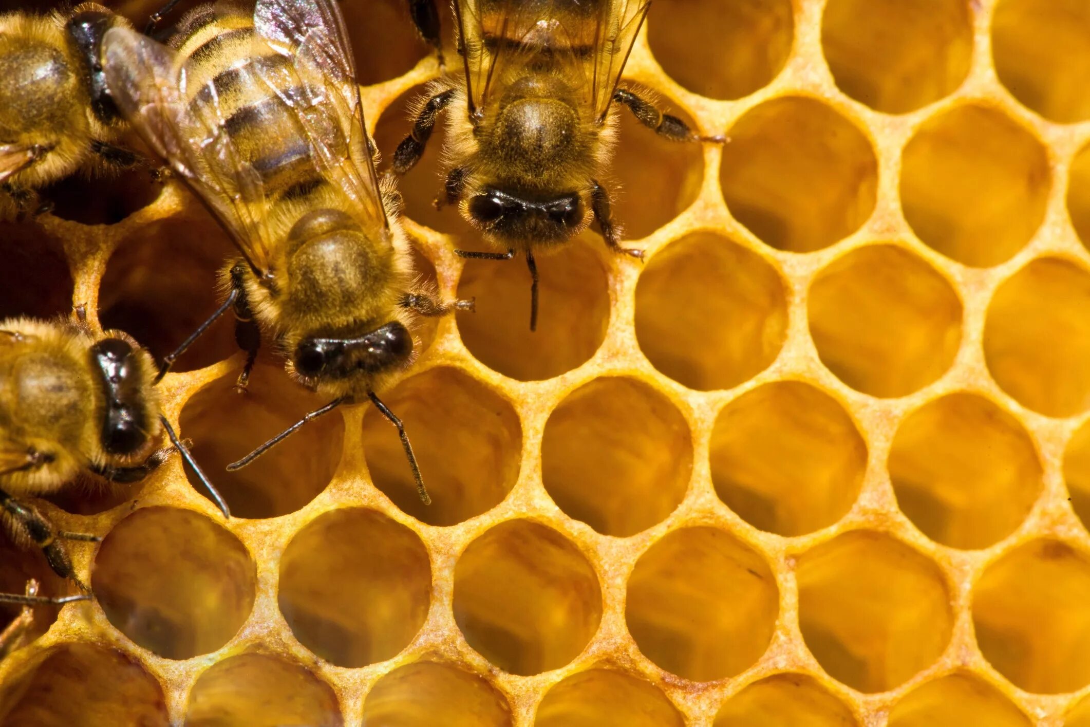 Big honey. Пчелы и мед. Улей для пчел. Медоносная пчела. Соты.