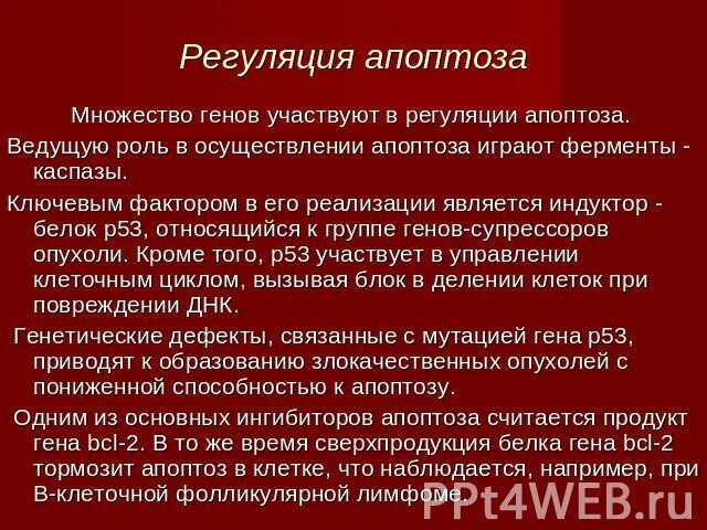 Гены регулирующие апоптоз. Регуляция апоптоза. Ферменты апоптоза. Проапоптозные и антиапоптозные гены. Содержит ферменты осуществляющие апоптоз