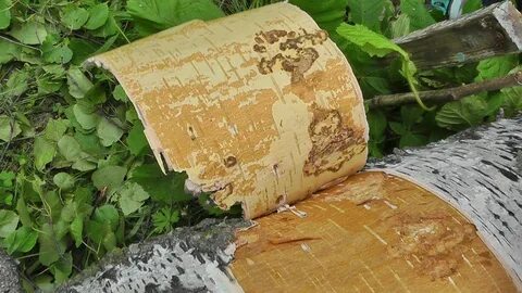 Со старых берез мастера снимали большие пласты