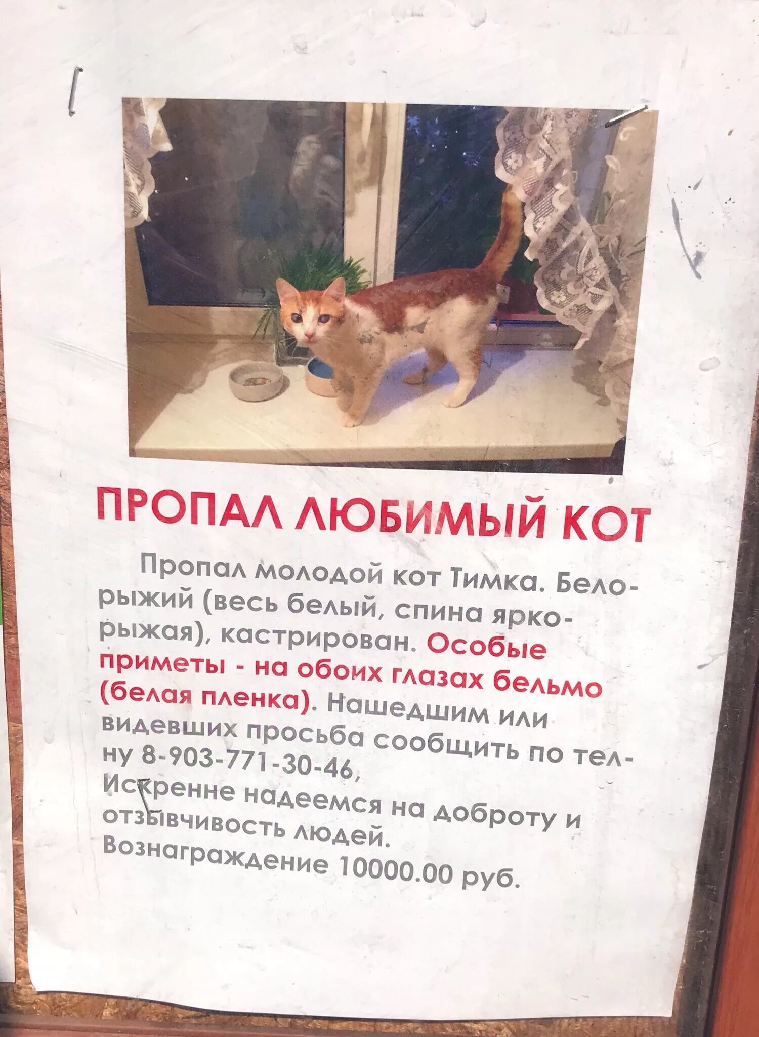 Потерялся кот объявление. Потерялся кот объявление