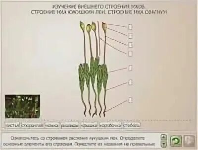 Вывод на тему строение мха