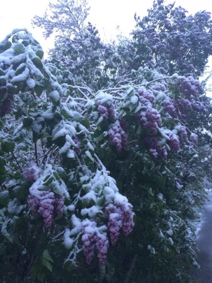сирень зимой. кусты сирени зимой. сирень пекинская. сирень зимой. кусты в снегу.