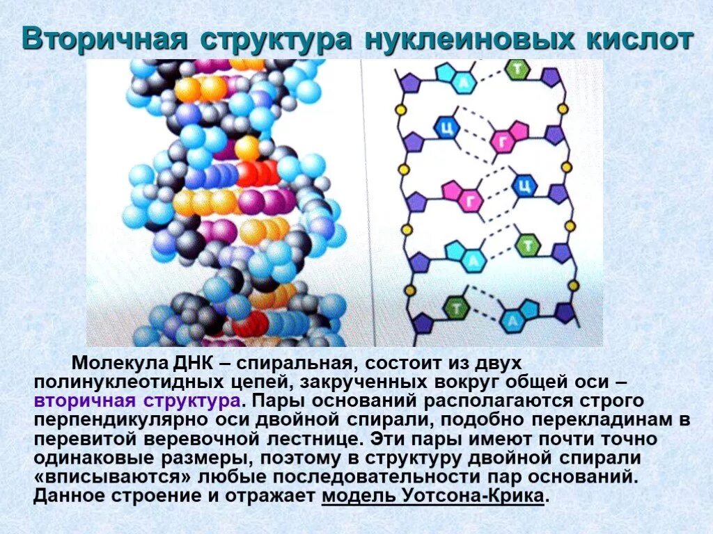 Вторичная цепь днк. Первичная и вторичная структура нуклеиновых кислот. Первичная вторичная и третичная структура нуклеиновых кислот. Первичная структура нуклеиновых кислот рисунок. Первичная и вторичная структура нуклеиновых кислот связи.