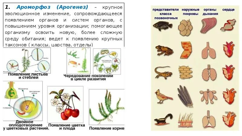 Ароморфоз крупные изменения в строении. Ароморфоз примеры. Ароморфозы человека в эволюции. Ароморфозы растений. Ароморфозы органов у растений.