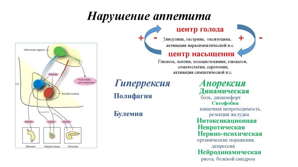 Нарушение аппетита. Причины нарушения аппетита. Механизмы нарушения аппетита. Механизм возникновения аппетита.