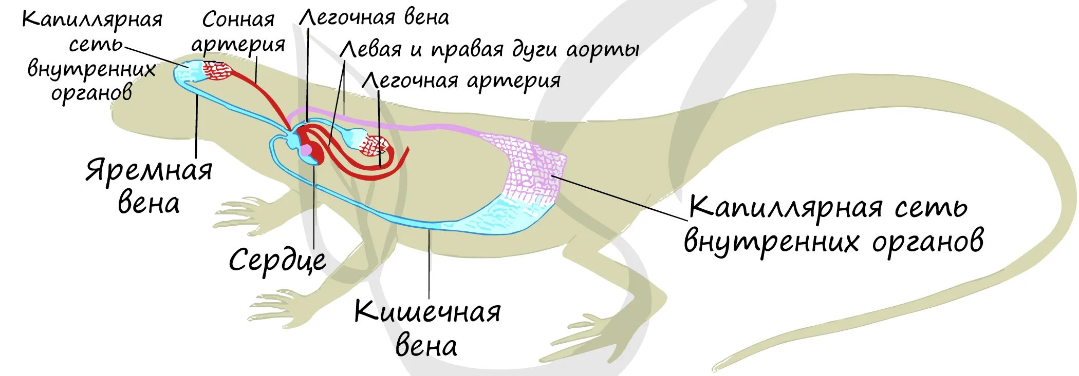 Внутреннее строение пресмыкающихся выделительная система. Выделительная система ящерицы. Выделительная система пресмыкающихся рептилий. Кровеносная система прыткой ящерицы. Строение кровеносной системы у пресмыкающихся