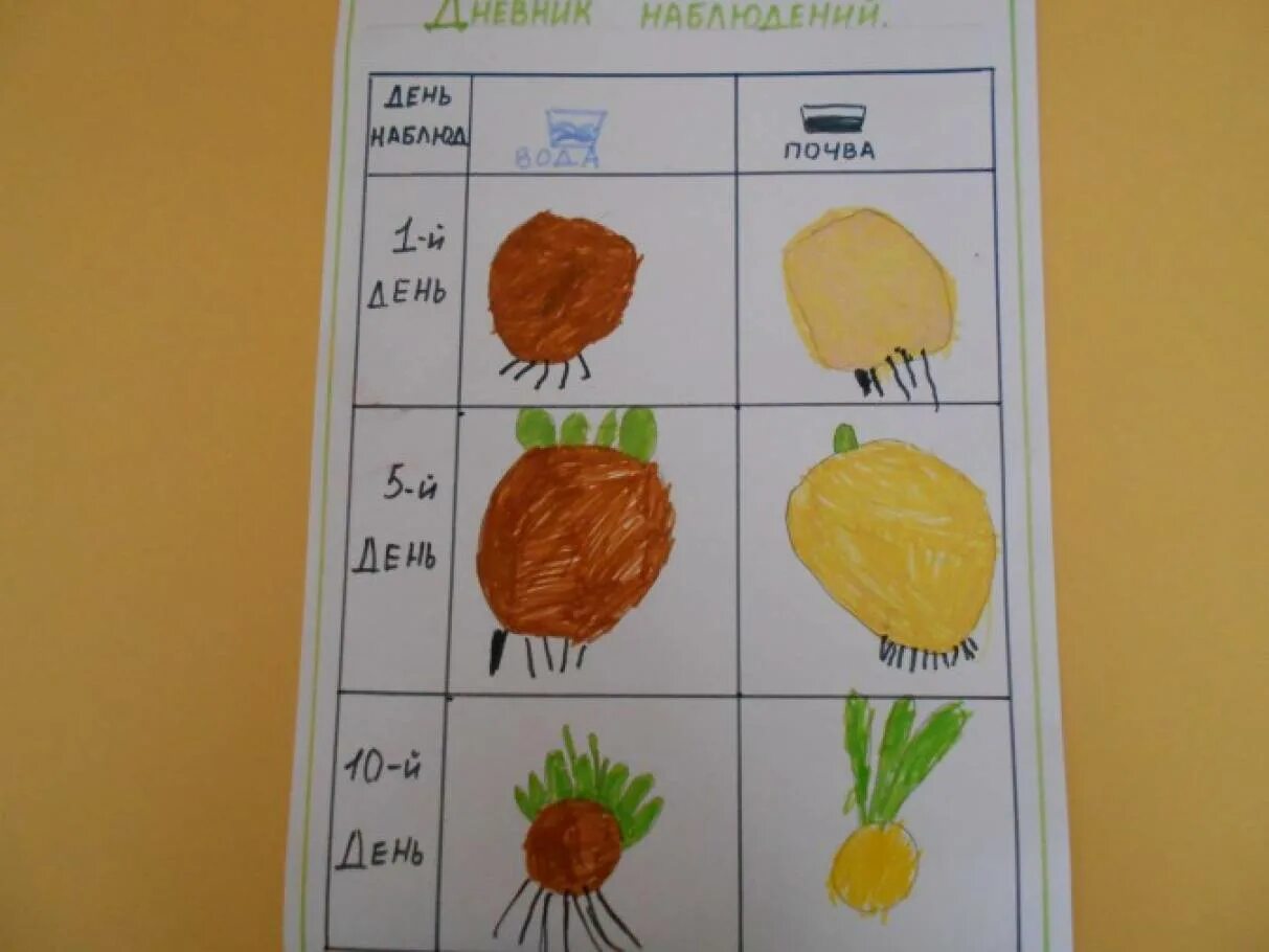 Дневник наблюдений за луком в детском саду. Дневник наблюдений средняя группа. Дневник наблюдений для дошкольников. Дневник наблюдения за растениями в детском.