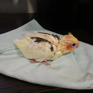 Гнездо для попугаев корелла