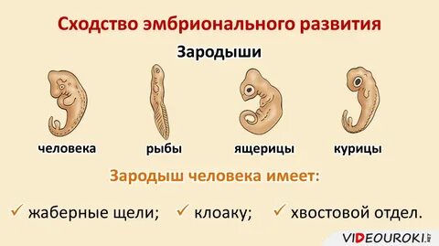Развитие из зародышевого корешка зародыша семени