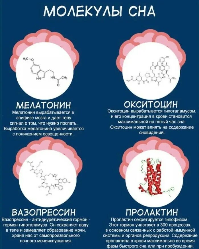 Какой гормон вырабатывается во время сна. Гормон сна. сон инфографика. гормон вырабатываемый во время сна. часы выработки меланина.