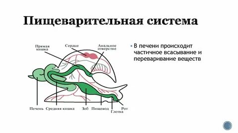 Орган дыхания прудовика