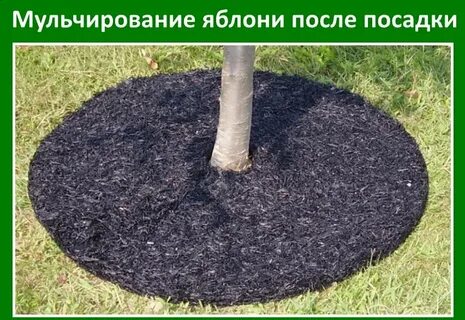Условия для яблони