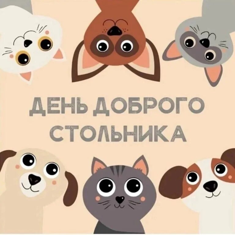 9 жизней помощь бездомным тула