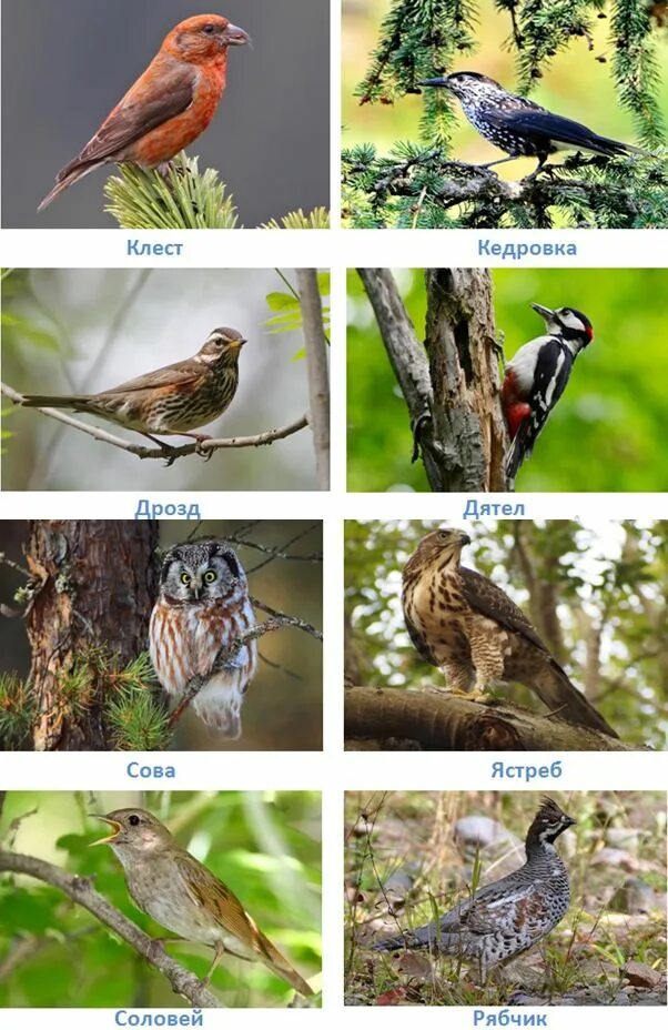 Птицы обитающие в хвойном лесу. Птицы в лиственном лесу. Птицы живущие в лесу. Птицы которые водятся в лесу. Птицы хвойного леса.