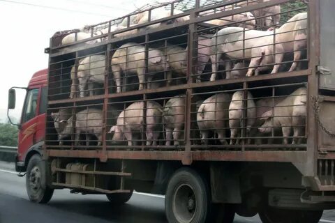 Убойная свинья