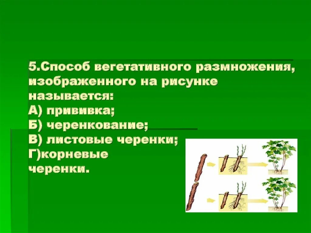 Способы вегетативного размножения. Способы вегетативного размножения растений. Способы вегетативного размножения черенкование. Способы вегетаттвного раз. Как называется способ вегетативного размножения