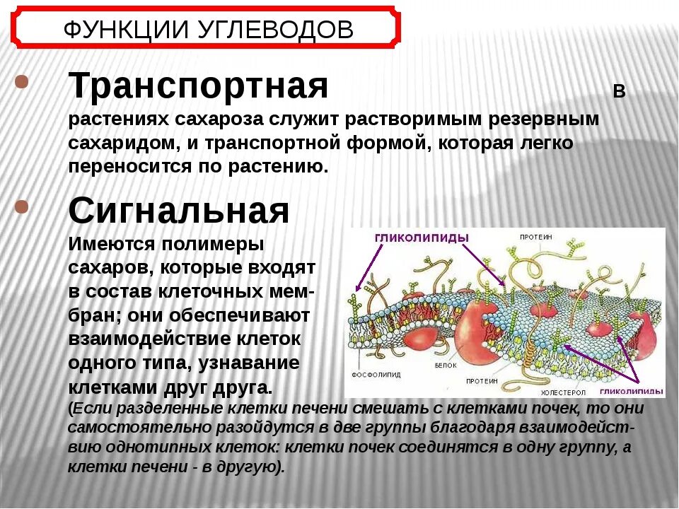 Функции углеводов биология 9 класс. Транспортная функция углеводов. Функции углеводов в организме.