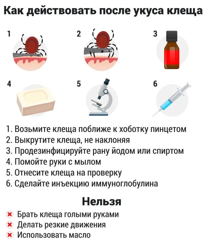 Укус клеща оказание помощи. Оказание 1 помощи при укусе клеща. Алгоритм оказания первой медицинской помощи при укусе клеща. Неотложная помощь при укусе клеща алгоритм действий. Правила оказания первой помощи при укусах клещей.