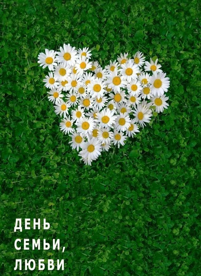 С днем семьи любаии верности. Открытки с ромашками. С днём семьи любви и верности. С днём семьи любви и верности поздравления. День семт любвтбт вернлстт.
