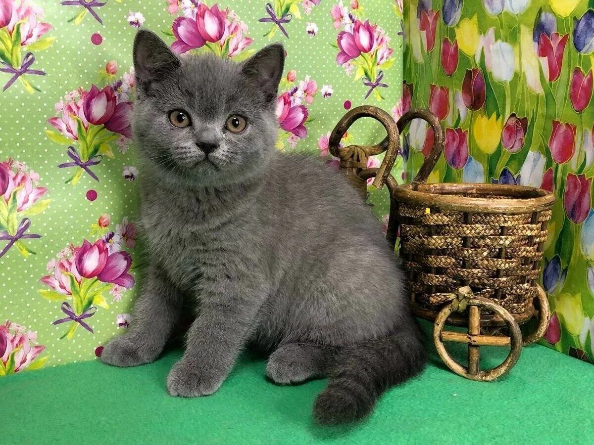 Котята британцы москва. Котята британцы москва. Котята британцы москва. Карликовый британец. Котята британцы москва.