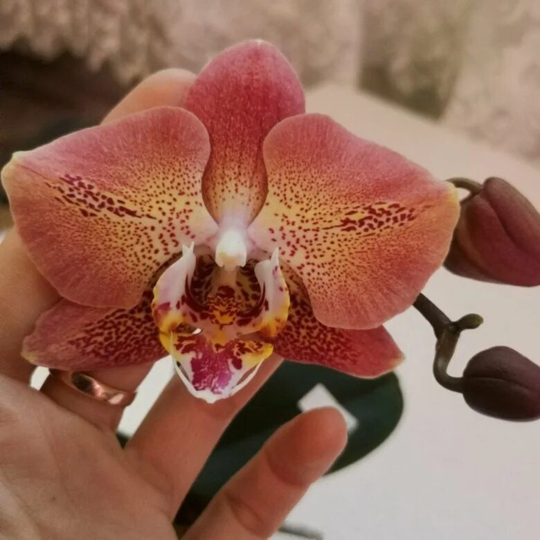 леко сфинкс фаленопсис. Leco fantastic. леко фантастик орхидея. орхидея phal leco fantastic. леко фантастик орхидея.