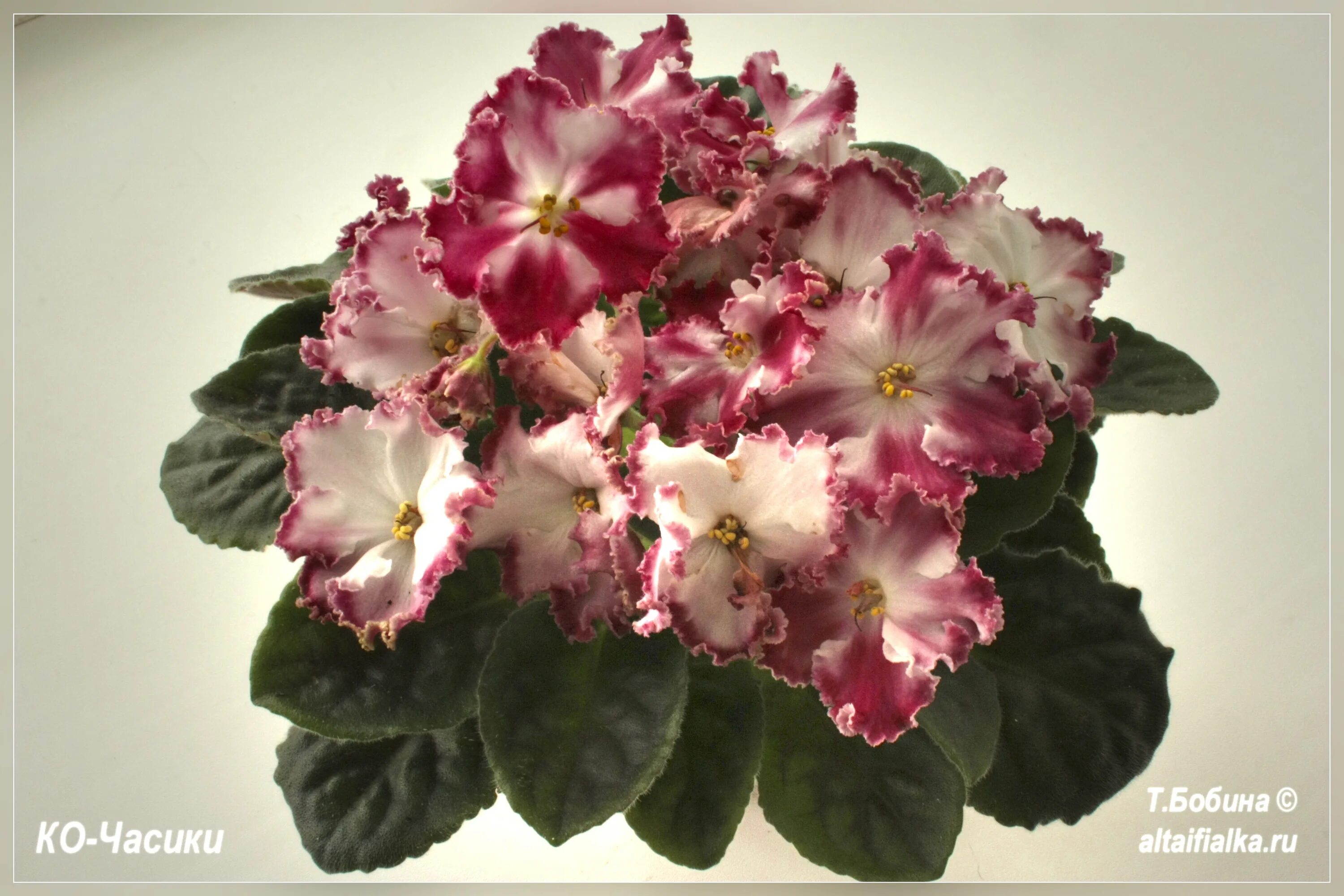 фиалка орловчанка. фиалка часики. фиалка ко лида. фиалка ле часики. фиалки сорт ко часики.