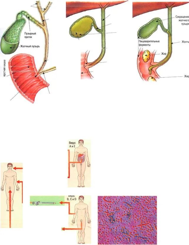 Пищеварительная система желчный пузырь анатомия. Схема оттока желчи. Желчный пузырь и желчные протоки анатомия. Желчный проток и Фатеров сосочек. Уменьшенный желчный пузырь