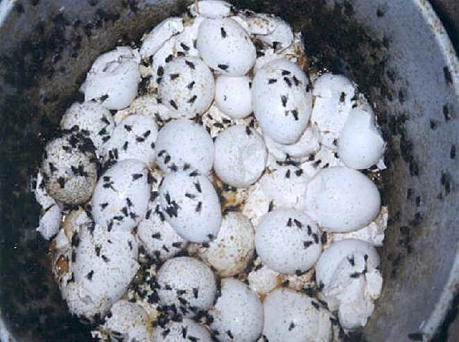 Откладывают большое количество яиц. Яйца насекомых на куриных яйцах.