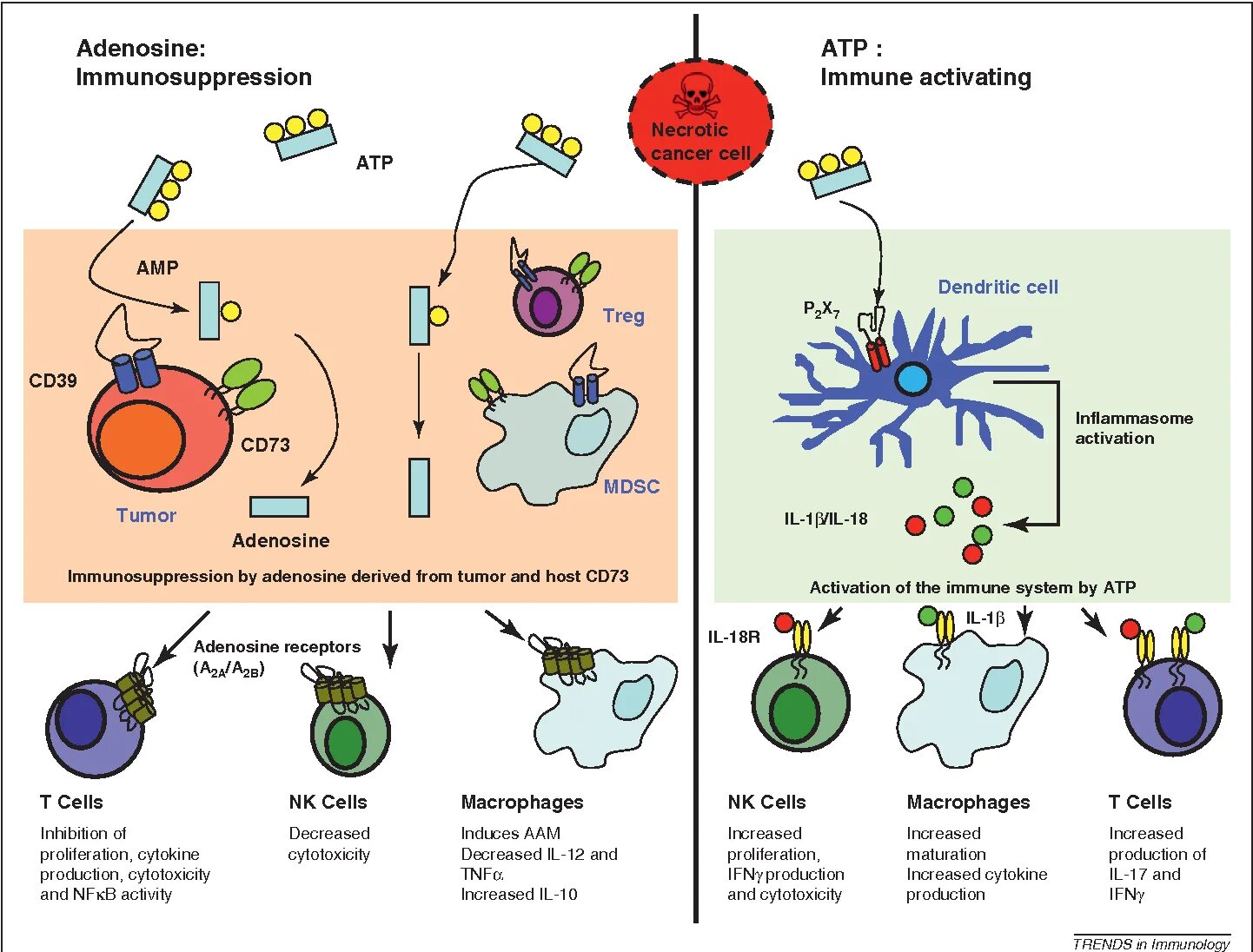 Рецепторы аденозина. Цитокины макрофагов. Механизмы опухоль-индуцированной иммуносупрессии. Активация макрофагов