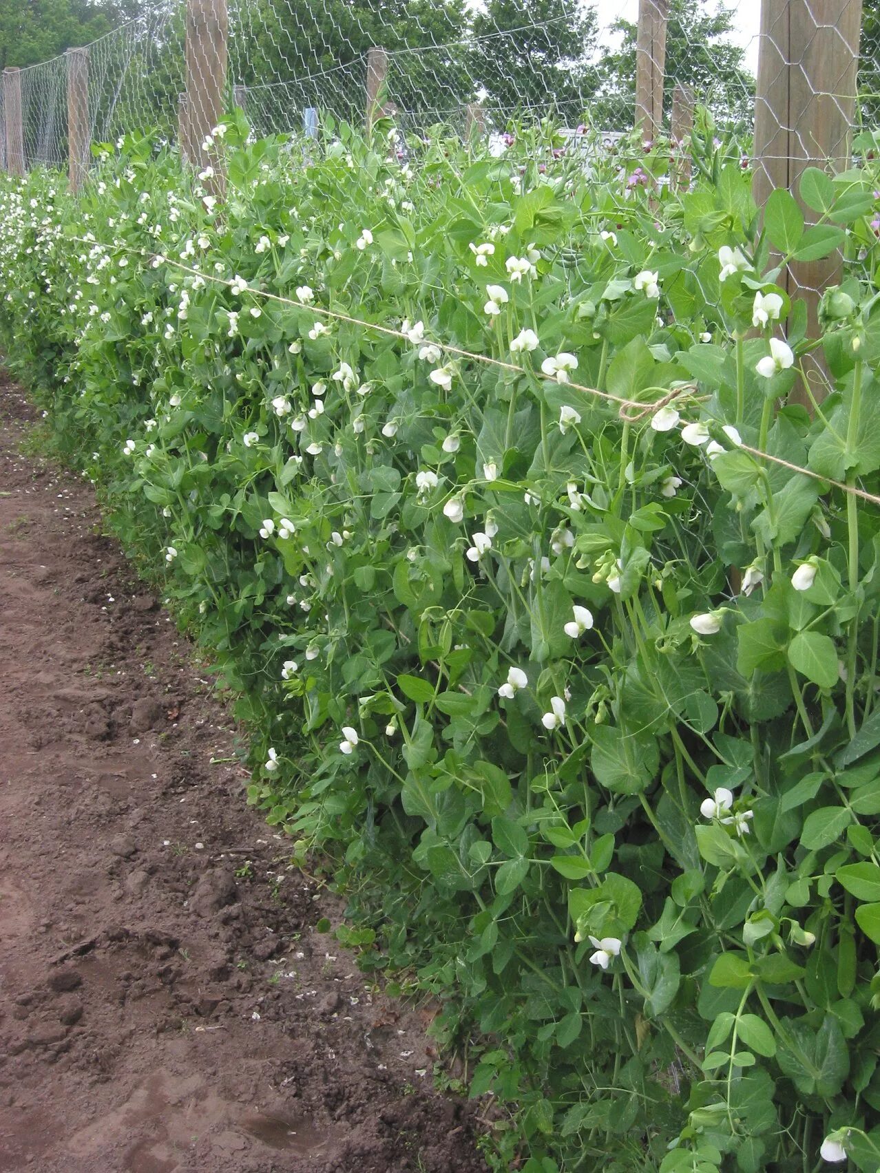 Пелюшка горох полевой. Пелюшка сорняк. Pisum sativum. Высокорослый горох.