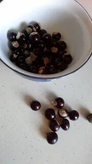 Лонган из косточки