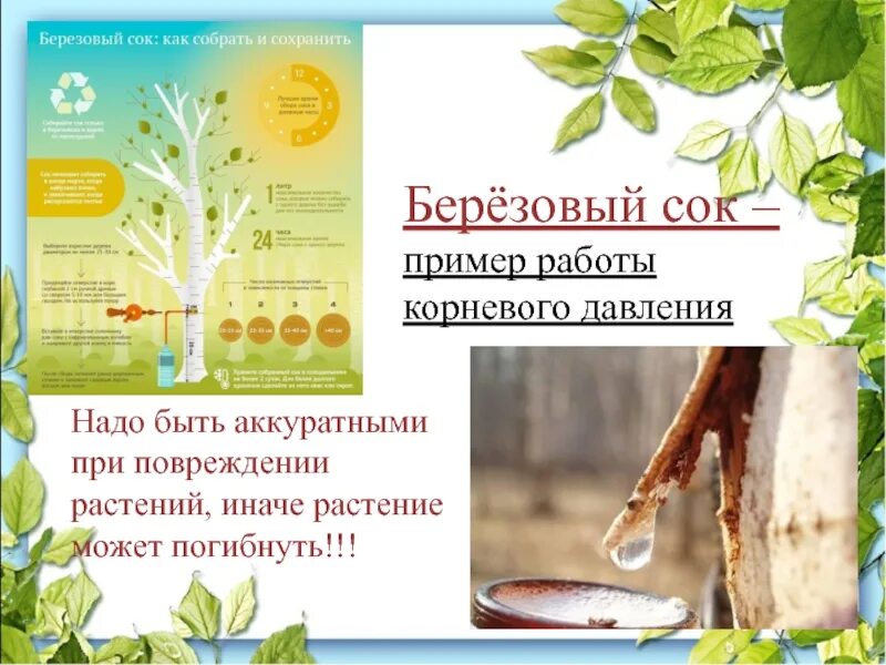 Как сохранить березовый. Минералы в берёзовом соке. минеральные вещества в березовом соке. состав березового сока. березовый сок минералы.