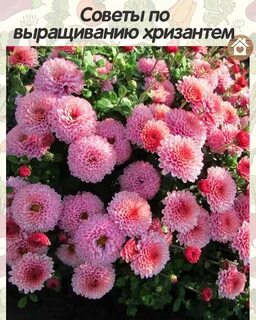 Хризантема какой грунт