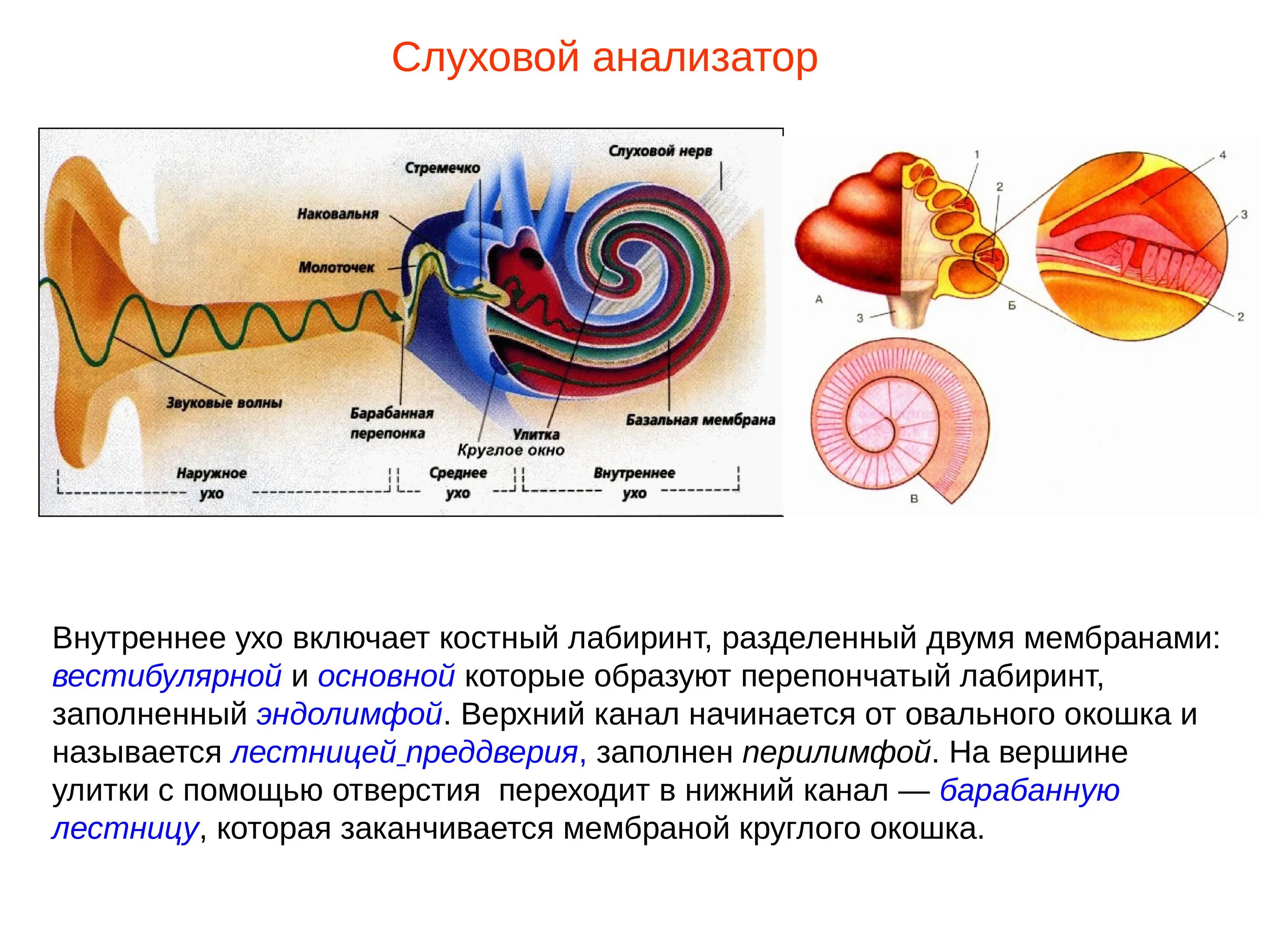 Мембраны внутреннего уха. Внутреннее ухо вестибулярный анализатор анатомия. Строение слуховых рецепторов улитки. Строение слухового анализатора внутреннее ухо. Функция улитки слухового анализатора.