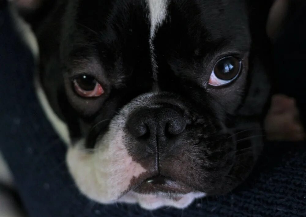 French bulldog eye stock image. Image of look, canine - 43539441